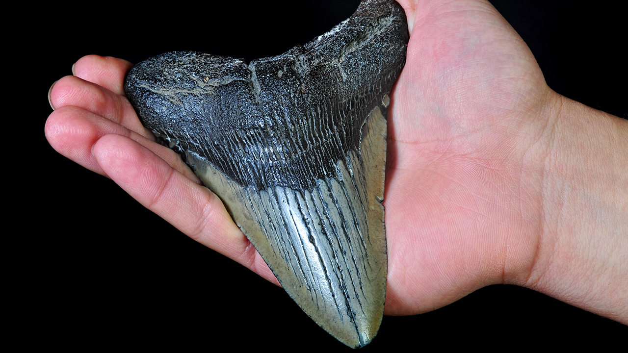 Boy, 7, stumbles onto prehistoric shark tooth find at beach WPXI