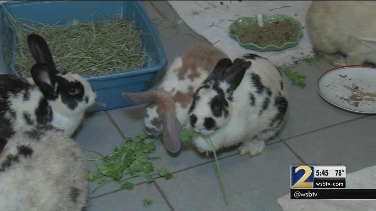 Volunteers hunt for dumped rabbits