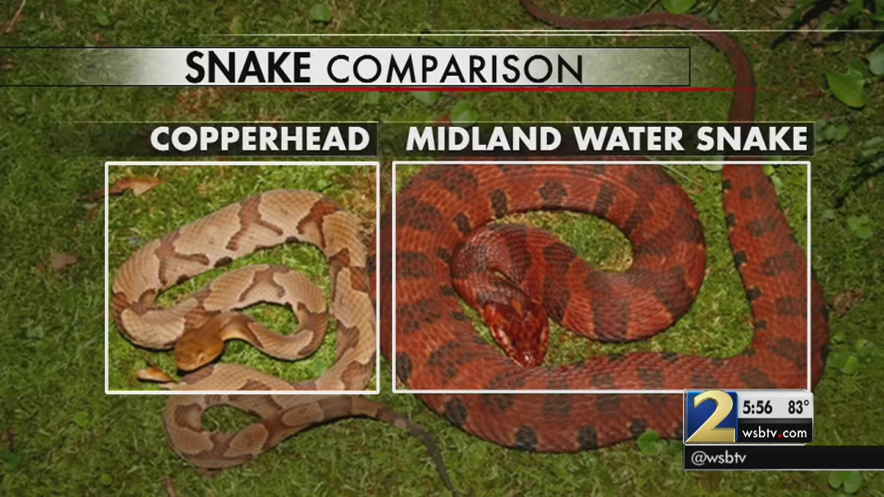 Killing snakes? That could cause more venomous ones to slither in your yard