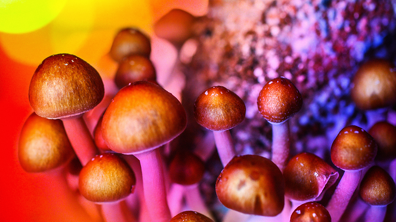 Magic mushrooms are ‘safest drugs' for recreational use, scientists say