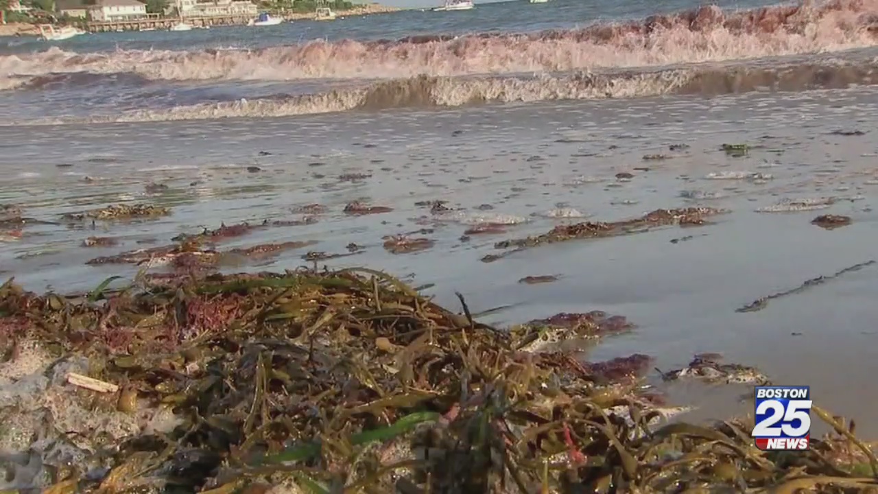 Invasive seaweed stinking up North Shore community Boston 25 News