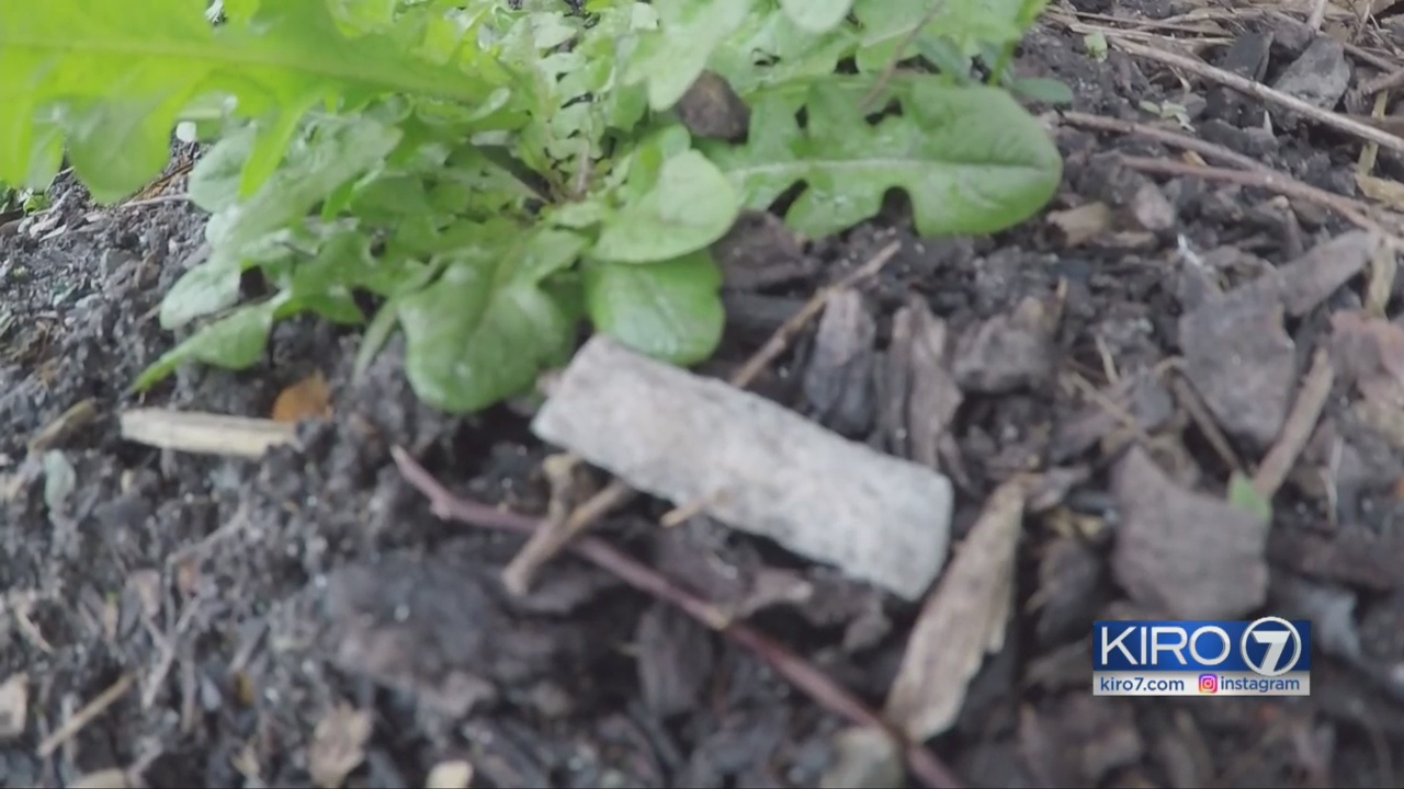 Businesses next to Everett needle exchange say clientele causing