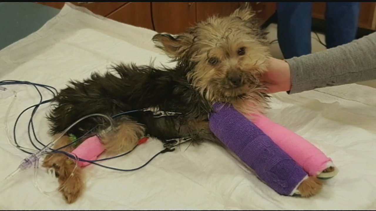 Yorkie puppy with 2 broken legs abandoned at Humane Society