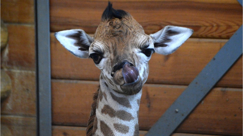 WATCH: Baby giraffe makes first appearance in outdoor exhibit at Texas