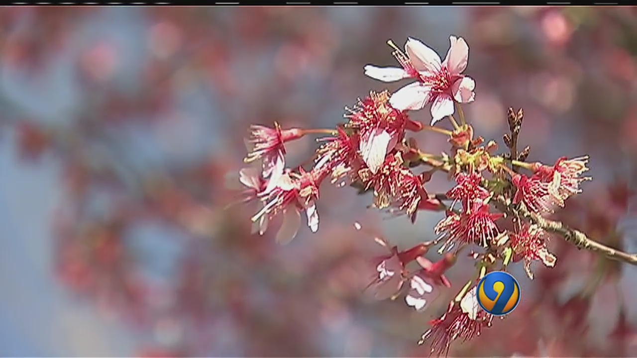 Charlotte allergy season could be one of worst in decades