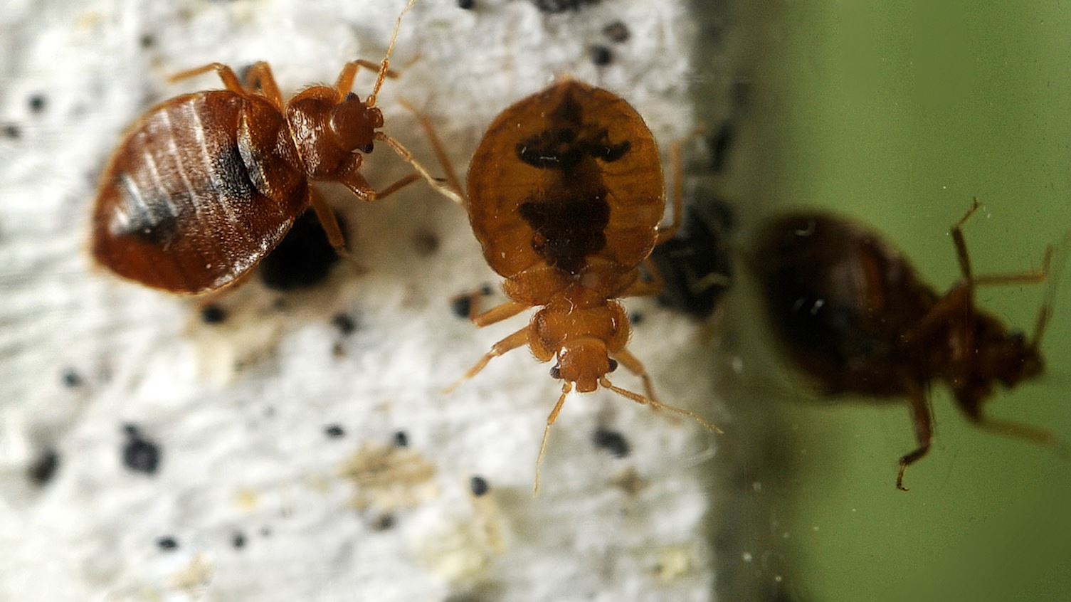 What bed bugs leave behind that can make you sick, even after they're