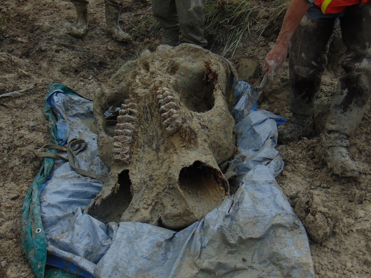 Nearly complete mastodon skeleton found in Michigan