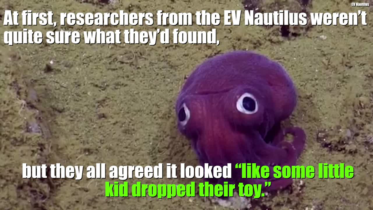 Researchers discover 'googlyeyed' squid 2,950 feet below ocean WPXI