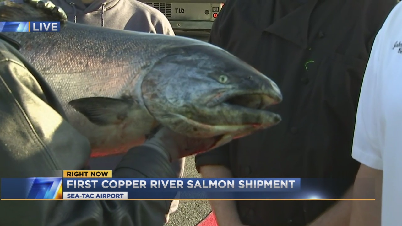 First Copper River salmon arrives in Seattle KIRO 7 News Seattle