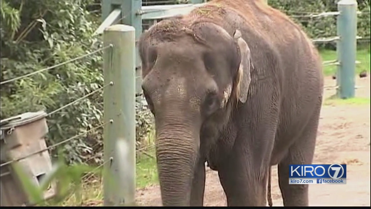 Elephant herpes virus not cause of Chai's death KIRO 7 News Seattle