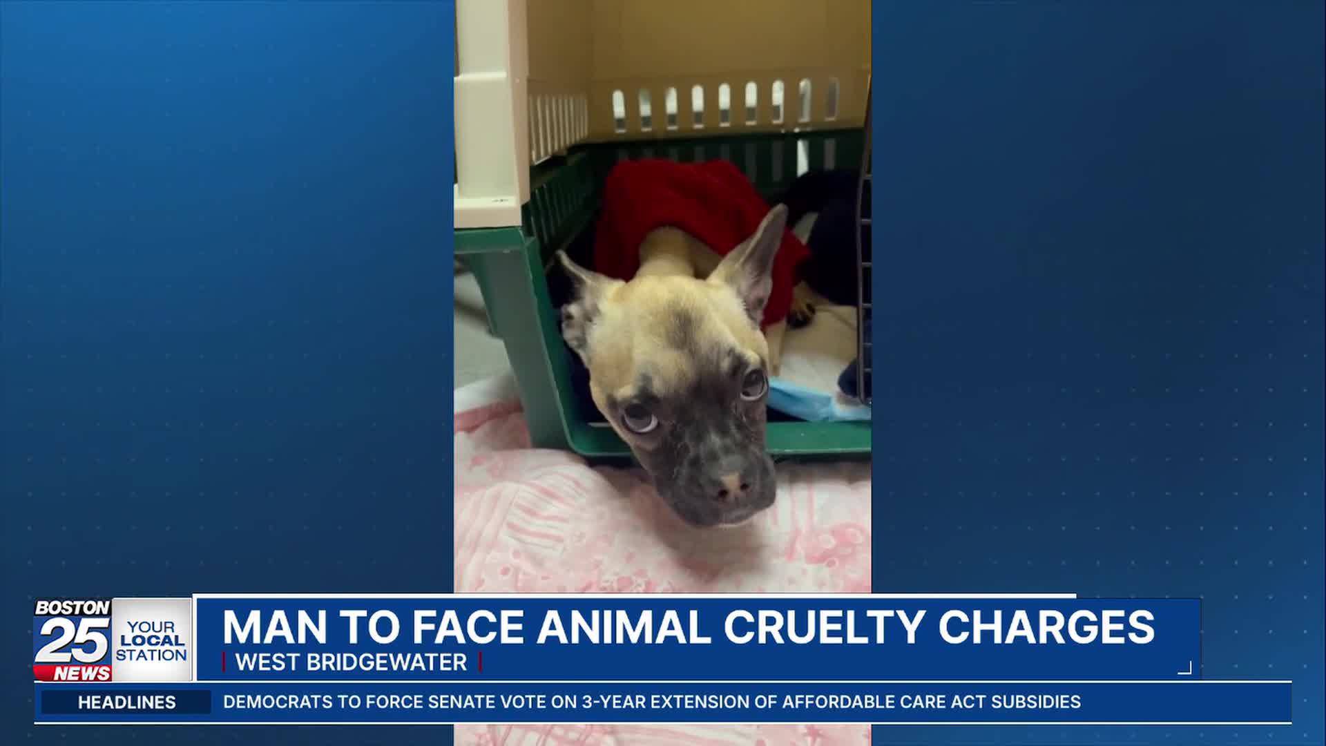 Animal Neglect Charges