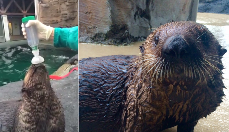Asthmatic Seattle Aquarium otter using inhaler after wildfire smoke