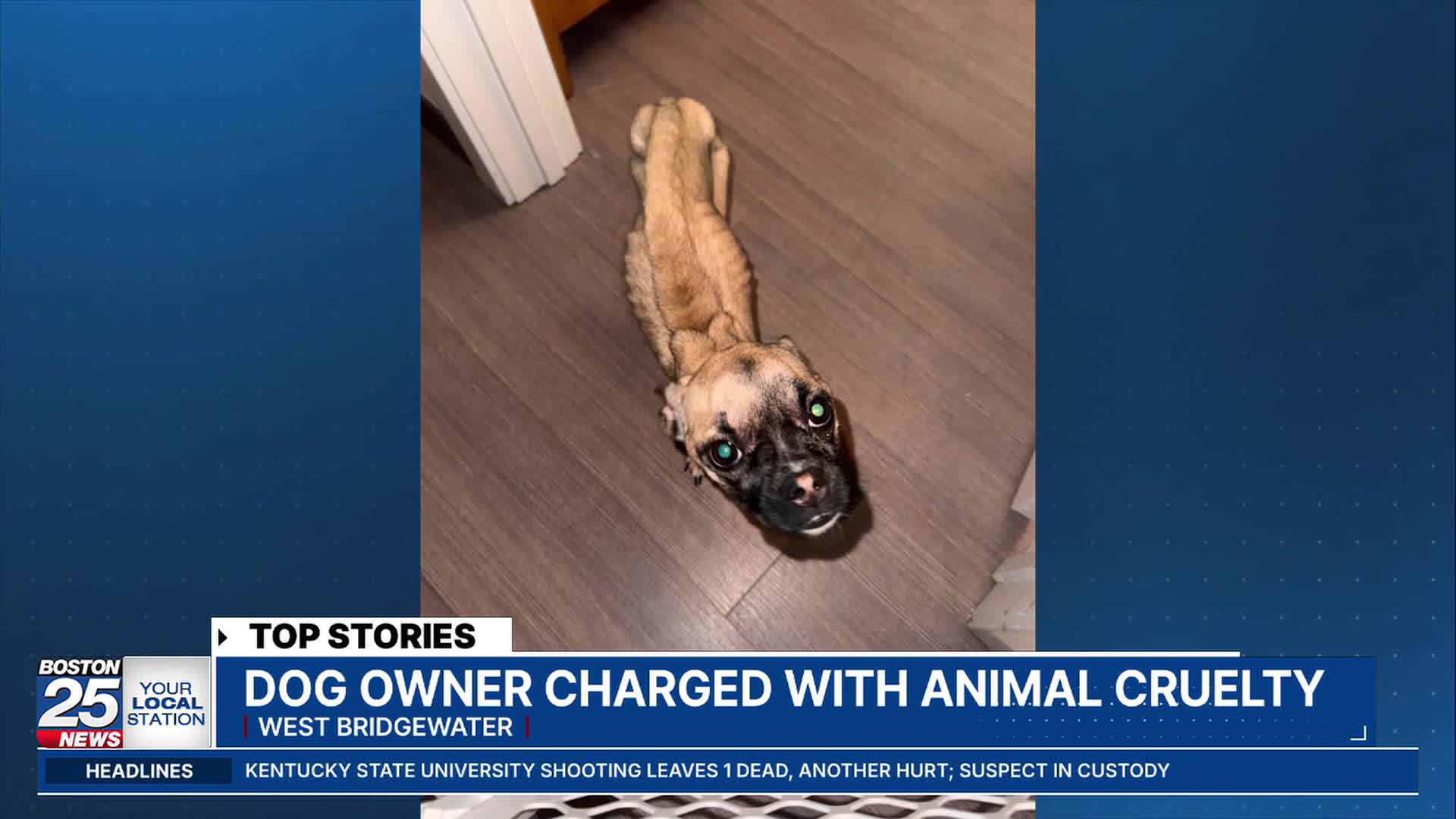 Man facing animal cruelty charges after puppy found during traffic