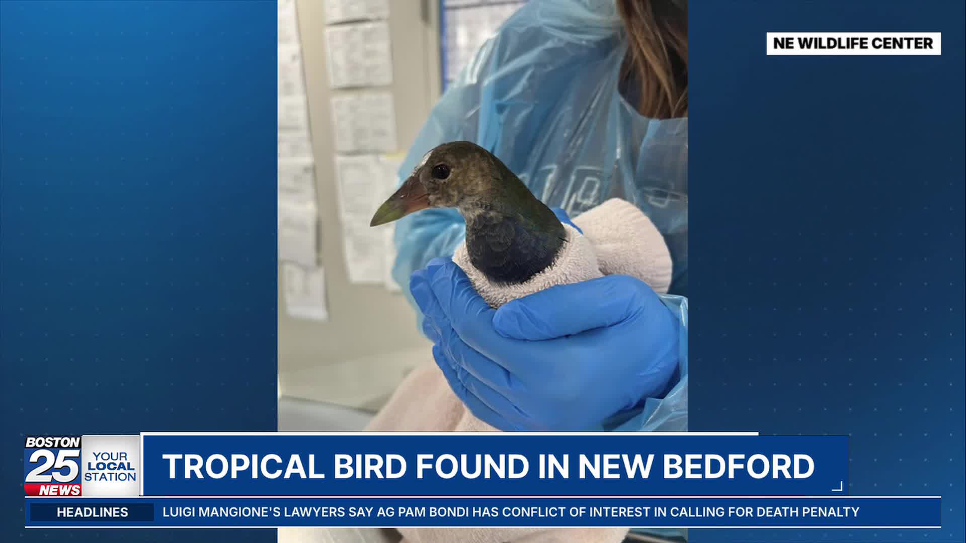 Rare visitor': Tropical bird visits New Bedford – Boston 25 News