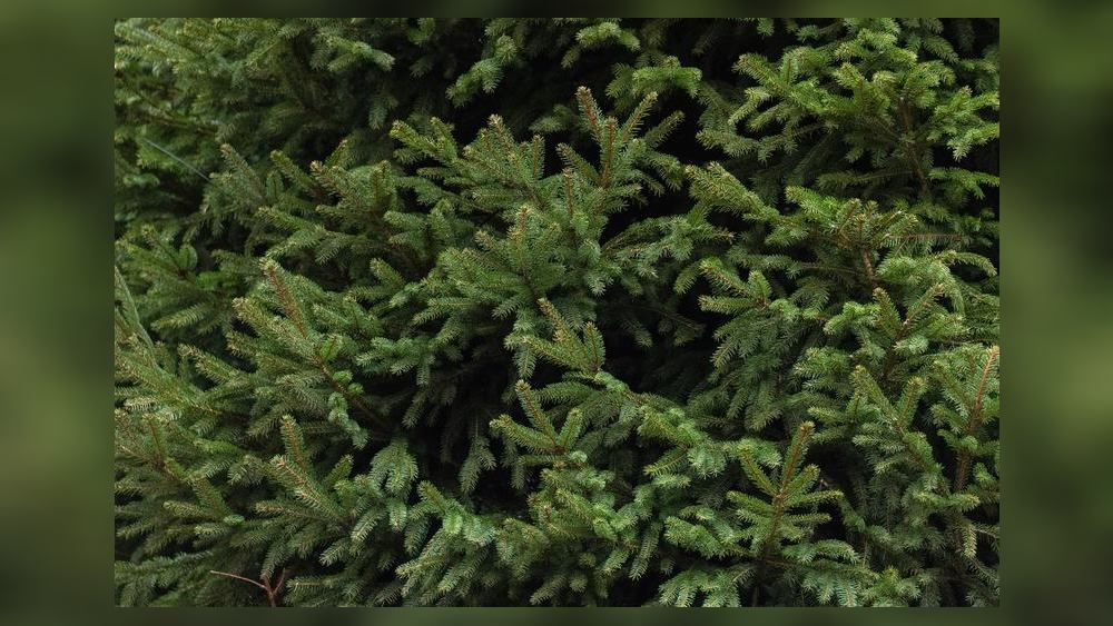 Local city to collect Christmas trees starting next week