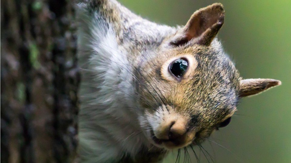 ‘It’s a cage match and I’m losing’ Aggressive squirrels attack in New